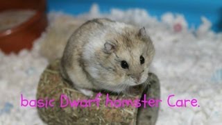 Basic Dwarf Hamster Care [upl. by Sualk]