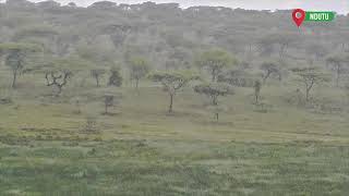 Ngorongoro Conservation Area Live Stream [upl. by Andrews796]