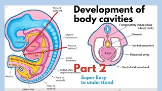 Development of body cavities  Thoracic Cavity Development  Embryology of body cavities  Easiest [upl. by Jabon82]