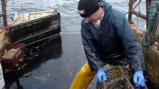 Hauling Lobster creels at may Island [upl. by Werbel77]