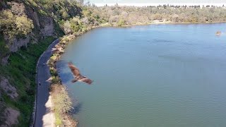 2024 0315 Lake Natoma amp Birds [upl. by Azelea]