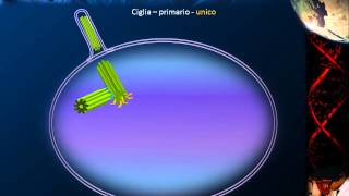 Citologia  Lezione 14 Specializzazioni cellulari [upl. by Aerdnuahs]