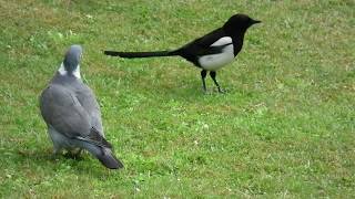 Magpie Picks on the Wrong Wood Pigeon 23 5 20 [upl. by Adlar390]