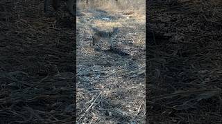 coyote trapping wildlifemanagement [upl. by Nogas788]