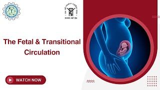 The Fetal amp Transitional Circulation Explained  Understanding Fetal Heart Development [upl. by Allimaj71]