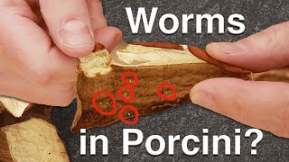 Worms in Porcini and Other Dry Mushroom Questions [upl. by Lynnworth]