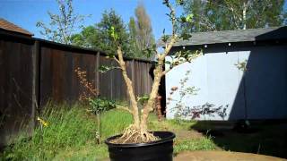 How to create a Boxwood Bonsai Part 2 Final Pruning and potting [upl. by Blakelee106]