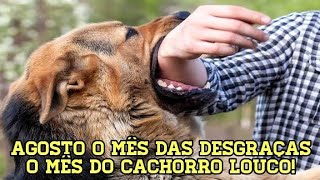 BOMBA BOMBA AGOSTO É MUITAS DESGRAÇAS O MÊS DO CACHORRO LOUCO [upl. by Eimmit]