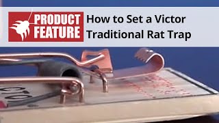 How to Set a Victor Traditional Rat Trap  DoMyOwncom [upl. by Airetak]