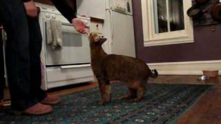 Clive F1 chausie cat doing tricks [upl. by Enelyk]