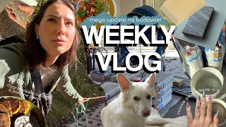 WEEKLY VLOG 🏠 dzieje się na budowie  wąsate życie  powrót do sportu  Tadzik update🐾 dynia 🥘 [upl. by Salisbury370]