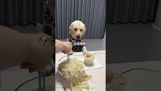 This dog is picky when eating noodlesThe dogs thoughts are written on h [upl. by Heidy]