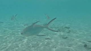 Maldives  Riu Atoll snorkeling mix 4K [upl. by Llenrahc]