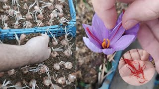 Growing saffron crocus in a plastic box  Planting saffron bulbs  کاشت پیاز زعفران [upl. by Yorgen]