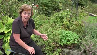 How to cut back early flowering perennials in June July [upl. by Akimik]