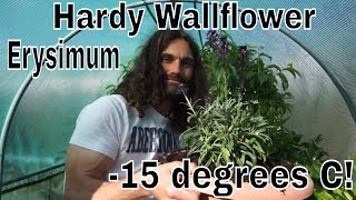 How to grow Wallflowers Erysimum Linofolium in containers [upl. by Anilegnave]