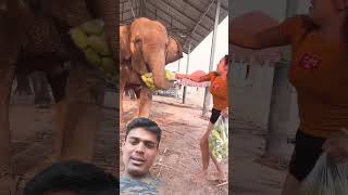 Elephant 🐘🦏🐘🦏 funny musicgenre eatingchallengeshow [upl. by Howard767]