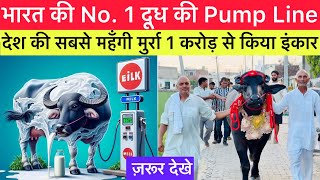 35 साल की कड़ी मेहनत से तैयार करी देश की सबसे महँगी मुर्रा 👉घर घर खोलेगा दूध के Pump SHERA FOJI [upl. by Aihsein]