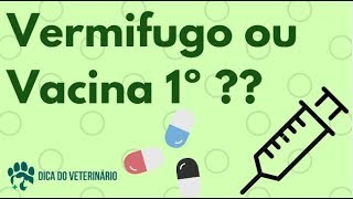 Novo Filhote em Casa Vermifugo ou Vacina Primeiro [upl. by Rivy]