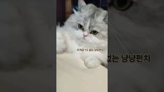 타격감 제로 냥냥펀치귀여운고양이 cutekitty catshorts [upl. by Anaihs]