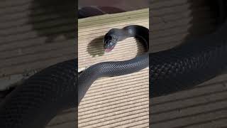 Black Kingsnake swallowing little mice [upl. by Kcor]