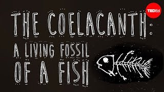 The coelacanth A living fossil of a fish  Erin Eastwood [upl. by Laehpar188]