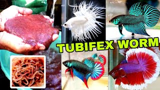 TUBIFEX WORMS AZ FULL GUIDE  HOW TO CULTURE TUBIFEX WORMS  TUBIFEX WORMS CULTURE WITHOUT STARTER [upl. by Dellora]