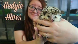 Am I Allergic to My Hedgehog  Hedgie Hives [upl. by Ahseena]