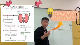 RAAS System  Renin Angiotensin Aldosterone sistemasi [upl. by Lund]