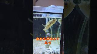 【まさか水から出たいの！？】 フグ 飼育 魚の動画 shorts [upl. by Niwred]