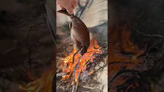 Spearfishing catch n cook shorts viral catchandcook spearfishing fire diving [upl. by Woolson]