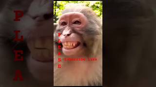 Monkey Bandar monkey funny viralvideo youtubeshorts [upl. by Kcira60]