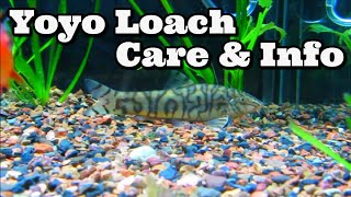 Yoyo Loach Care amp Information  Almora Loach  Pakistani Loach  Botia almorhae [upl. by Vijar]