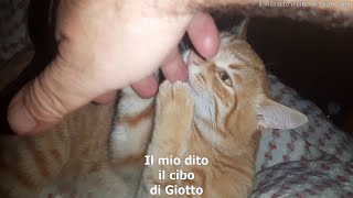 Giotto il micino più dolce del Reame  Antonio Roberto  Videopoesie 2024 AShamaluevMusic [upl. by Matlick956]