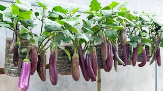 Surprisingly Growing Eggplants In Old Plastic Containers For Many Fruits amp Easy [upl. by Geithner]