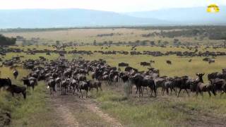 Die Große Migration in der Serengeti in Tansania  © Abendsonne Afrika [upl. by Wei712]