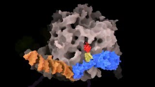 SRPnascent peptide chainribosome SecYEG interactions animation [upl. by Pauly610]