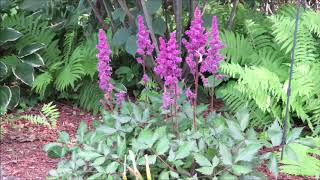 Growing Perennials Astilbe [upl. by Justen401]