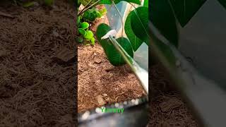 feeding Lindsey my crested gecko crestedgecko feeding discoidroach [upl. by Matless]