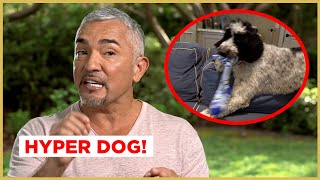 This DOG grabs EVERYTHING in the house  Cesar 911 [upl. by Vassily]