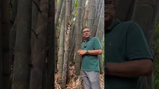 পৃথিবীর সবচেয়ে বড় ঘাস।🎄🥬🌳 [upl. by Llerrad]