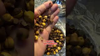 Taqat ka khazana  6 Benefits of Roasted channa  Bhunay Chanay kay faiday youtubeshorts shorts [upl. by Senalda]