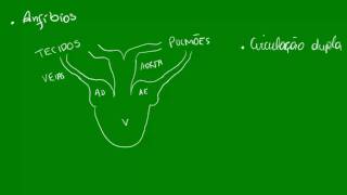 Anatomia Comparada  Sist Circulatório [upl. by Perpetua]