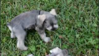 Mini Schnauzer Puppies Playing in Backyard [upl. by Adeehsar]