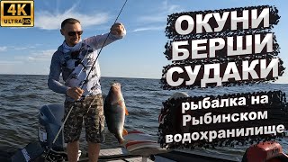 Окуни берши судаки Рыбалка на Рыбинском водохранилище [upl. by Mendie]