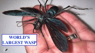 THE LARGEST WASP IN THE WORLD KILLS TARANTULAS [upl. by Aserret]