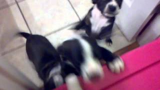 The D Litter  Boston Terrier Beagle mix pups [upl. by Poree]