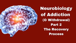 Neurobiology of Addiction Part 2  Quickstart Guide [upl. by Assirem]