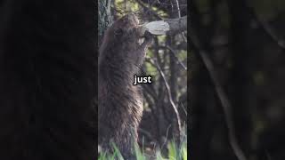 Mind Blowing Facts Beavers shorts animals funfacts informative [upl. by Ahsla]