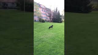 Black labrador running fullspeed in slow motion [upl. by Thornton472]